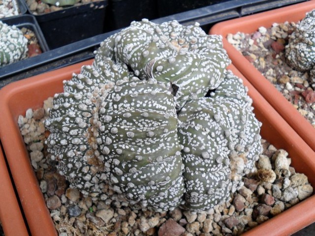 Astrophytum  superkabuto crestato accestito